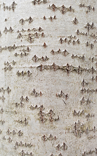 a grey Aspen tree trunk textured vertical backgroung