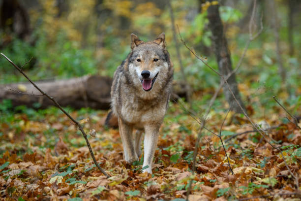 istock Close up wolf in autumn forest background 1288606629