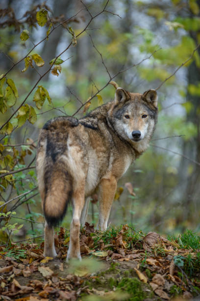 istock Close up wolf in autumn forest background 1288606651