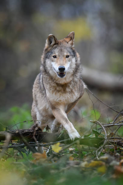istock Close up wolf in autumn forest background 1288606671