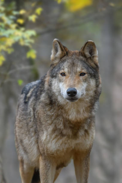 istock Close up portrait wolf in autumn forest background 1288606682