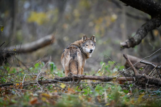 istock Close up wolf in autumn forest background 1288606684