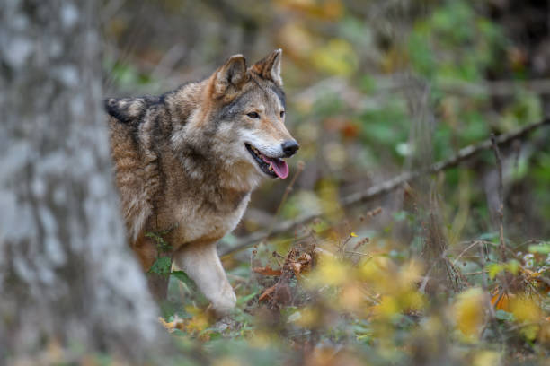 istock Close up wolf in autumn forest background 1288606698
