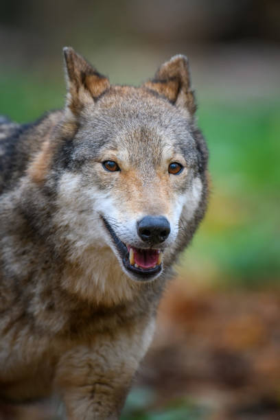 istock Close up portrait wolf in autumn forest background 1288606816