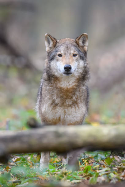 istock Close up wolf in autumn forest background 1288606819
