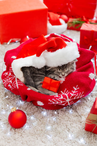 istock Christmas cat wearing Santa Claus hat holding gift box sleeping on plaid under christmas tree. Christmas presents concept. Cozy home. Animal pet kitten.Close up copy space. Christmas presents 1288606845