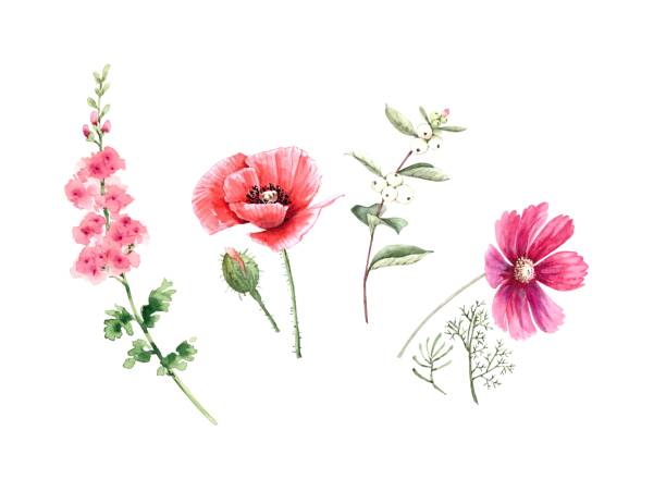 istock set of delicate wildflowers on white background, watercolor illustration hand painted 1288607333