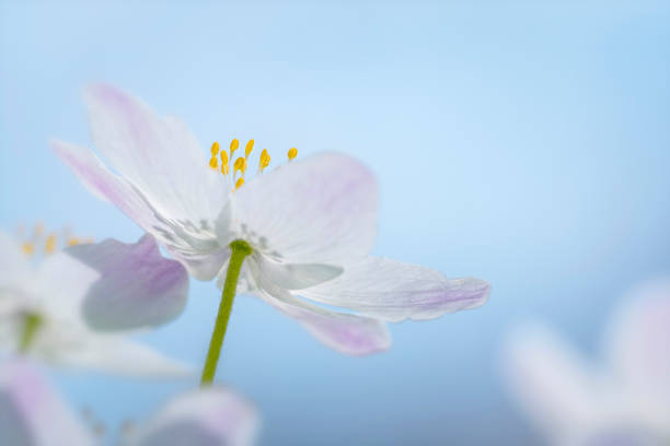 anemoni legno fiori cielo blu - anemone flower wood anemone windflower flower foto e immagini stock