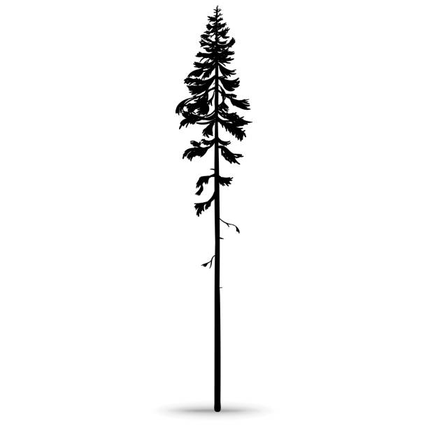 Forest pine. Tall ship pine. Hand-drawn silhouette, vector illustration on a white background. redwood tree stock illustrations