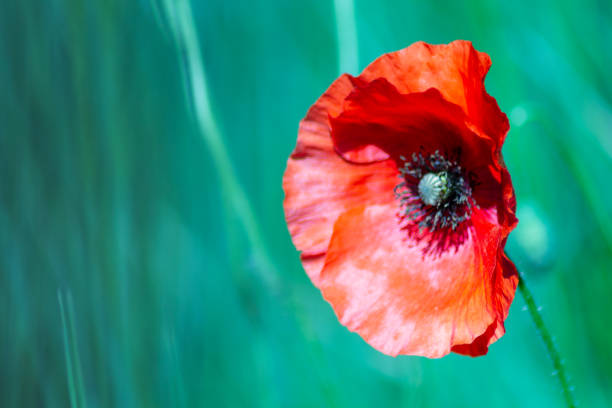 istock Single red poppy on a field with copy space 1288611565