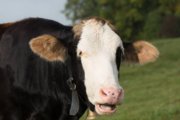 istock Close-up of a black and white colored dairy cow 1288611684