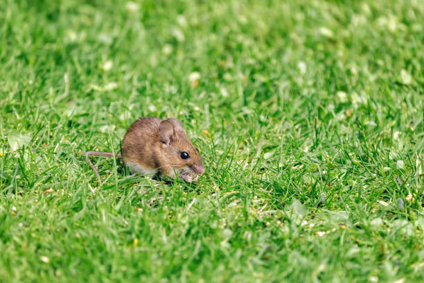 Opportunist wood mouse scavenges for bird seed dropped from a feeder to the lawn below Opportunist wood mouse, apodemus sylvaticus, scavenges for bird seed dropped from a feeder to the lawn below. Hampshire, UK. Space for your text. wild mouse stock pictures, royalty-free photos & images