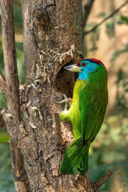 istock Blue-throated Barbet (Psilopogon asiaticus) 1288615005