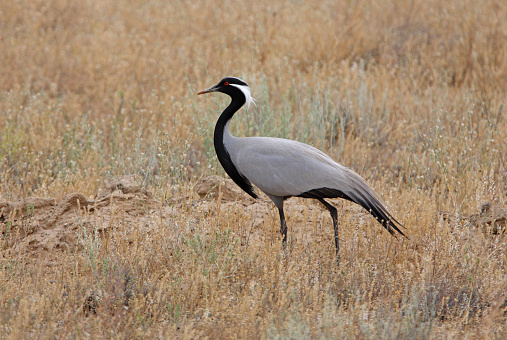 A pair of crowned cranes dancing in NgoroNgoro Crater National Park – Tanzania