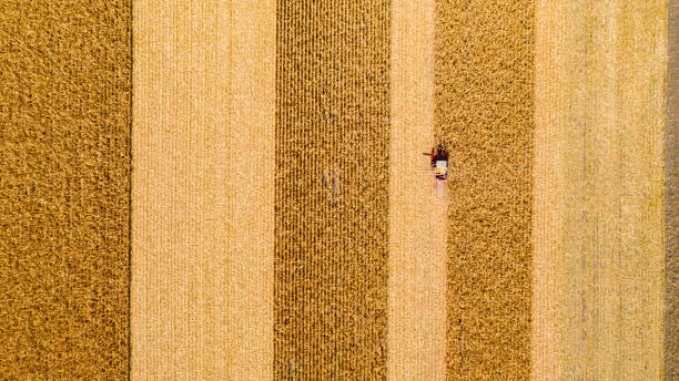por encima de la vista sobre la combinación, la máquina cosechadora, la cosecha de maíz maduro - trilla fotografías e imágenes de stock
