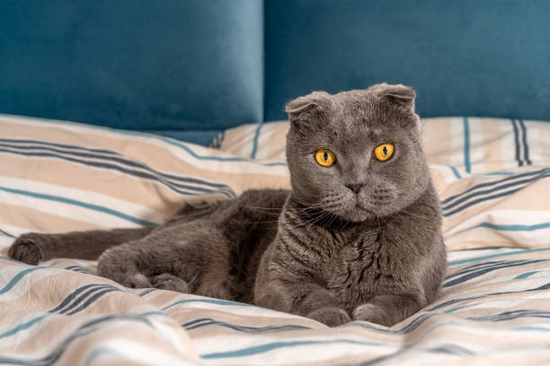 istock Cat breed Scottish fold sitting on the bed, cozy modern interior 1288618149