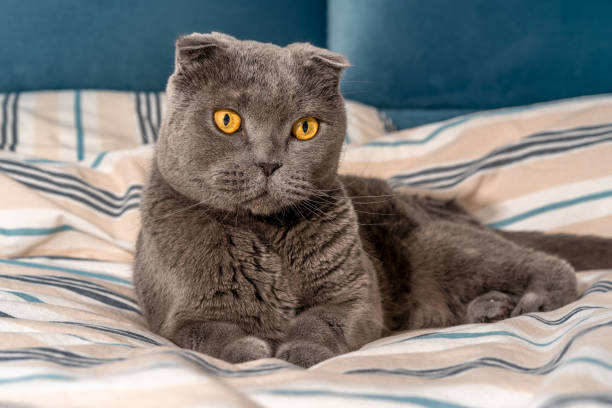 istock Cat breed Scottish fold sitting on the bed, cozy modern interior 1288618164