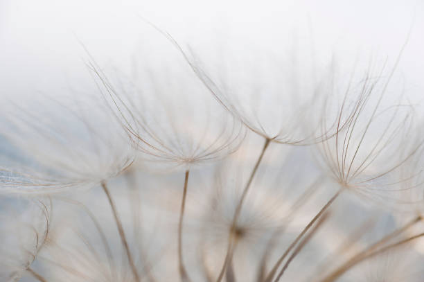 istock The Lightness of Being 1288618828
