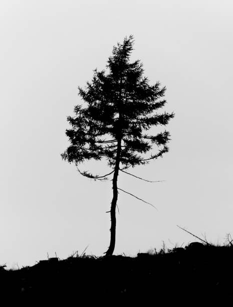 arbre solitaire de pin restant dans une clairière de la forêt. image noire et blanche. - white black tree fog photos et images de collection