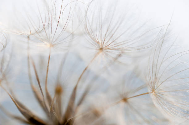 istock The Lightness of Being 1288618929