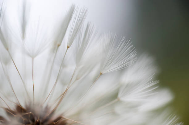 istock The Lightness of Being 1288619089