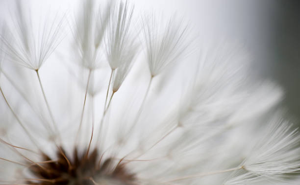 istock The Lightness of Being 1288619118