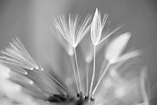 istock The Lightness of Being 1288620269