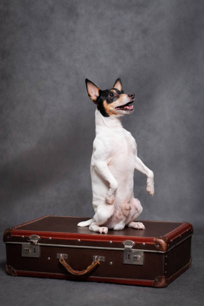istock Dog upright on suitcase on grey background 1288620332