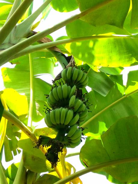 910+ Banana Plantation Plantain Banana Tree Stock Photos, Pictures ...