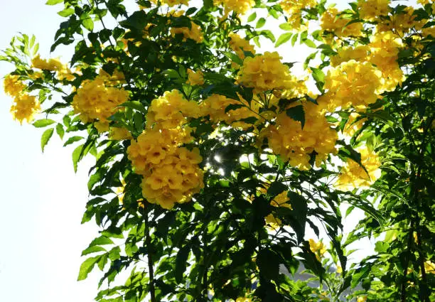 Trumpetflower yellow petals blooming on tree