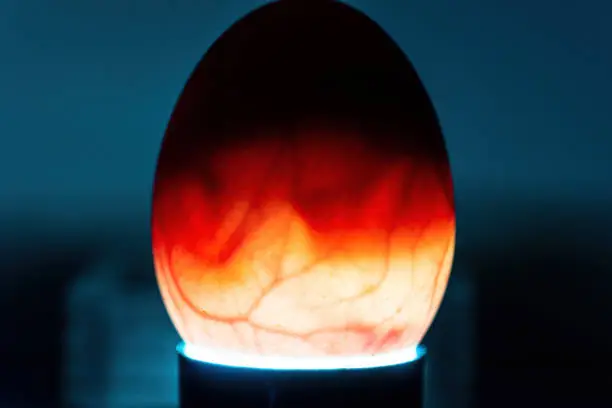 Use flashlight to check the development of the duck eggs
