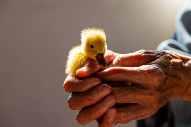 istock Duckling in the hands of a senior man 1288622819