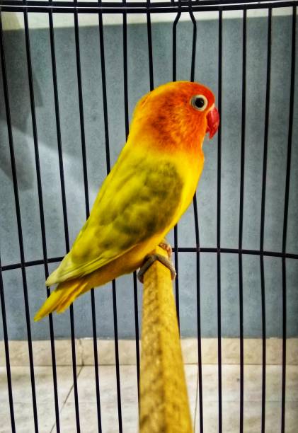 istock Green Love Bird standing in a Cage 1288623905