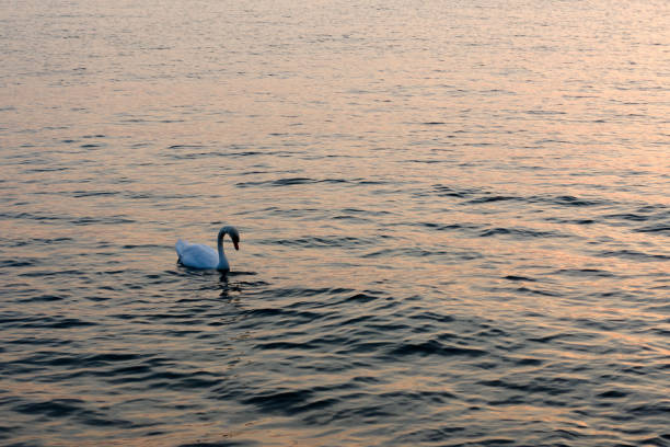 istock Swans upon Garda lake, Italy. Sunset. 1288624978