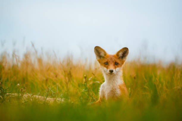 istock Young Red fox , Vulpes Vulpes on meadow 1288625179