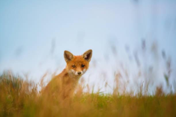 istock Young Red fox , Vulpes Vulpes on meadow 1288625201