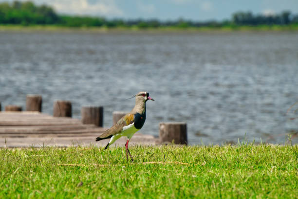 A pair of southern lapwings wading in a shallow river to cool off from the heat