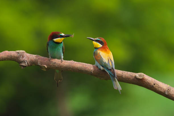 istock European Bee-Eater - Merops Apiaster on a branch , exotic colorful migratory bird 1288625488