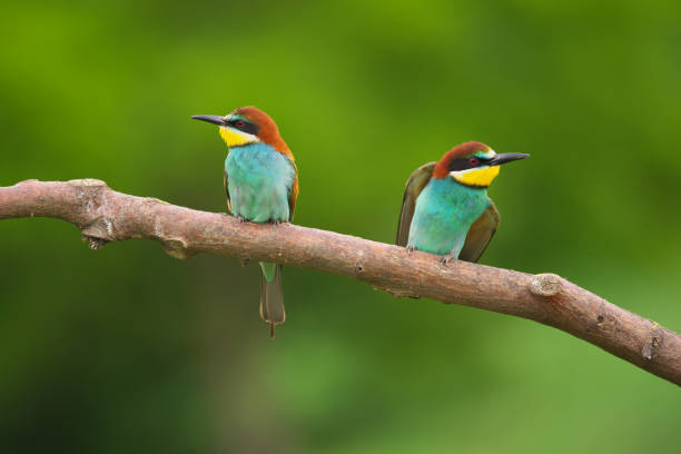 istock European Bee-Eater - Merops Apiaster on a branch , exotic colorful migratory bird 1288625522