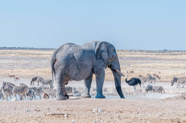 istock African elephant drinking water at the Nebrownii waterhole 1288625692