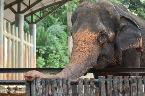 istock Beautiful of Close-up Elephant Face 1288625939