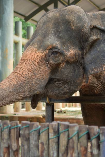 istock Beautiful of Close-up Elephant Face 1288625944