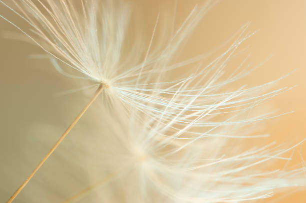 istock The Lightness of Being 1288625973