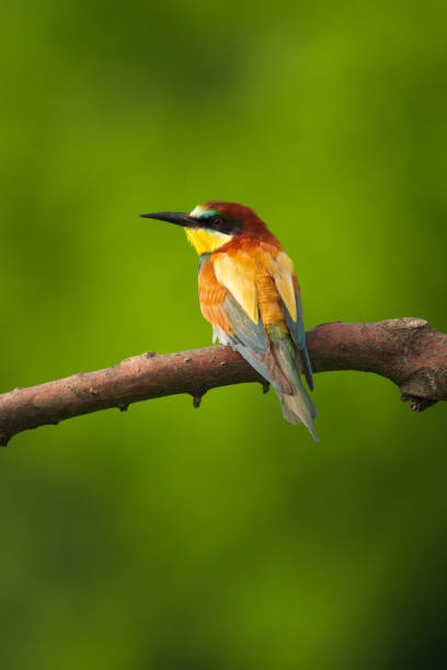istock European Bee-Eater - Merops Apiaster on a branch , exotic colorful migratory bird 1288626543