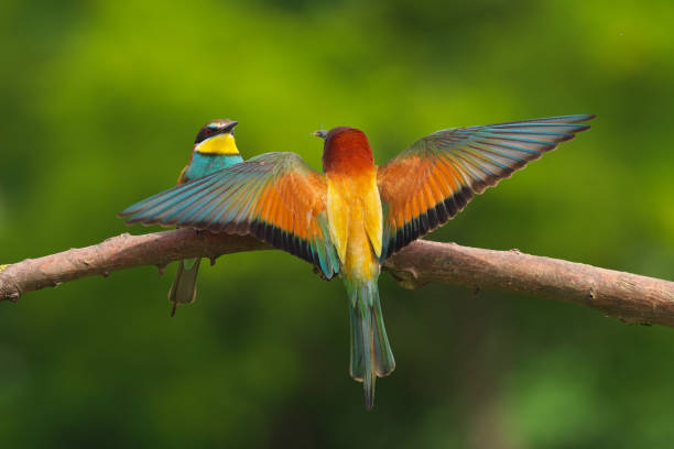 istock European Bee-Eater - Merops Apiaster on a branch , exotic colorful migratory bird 1288627251