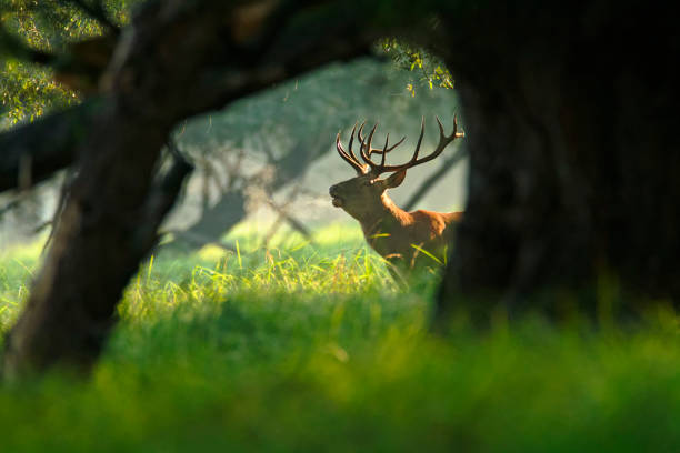 istock Deer roar in Kopacki rit, Croatia 1288628364