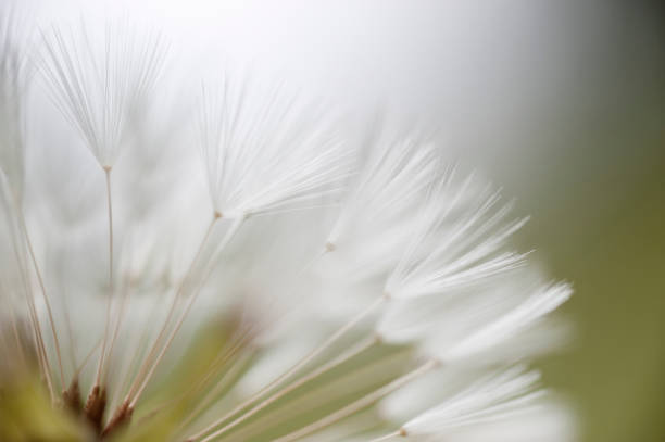 a leveza do ser - dandelion macro seed nature - fotografias e filmes do acervo