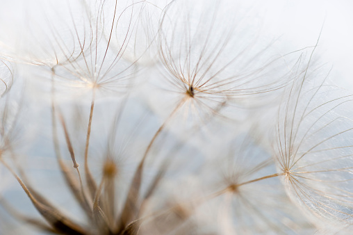Detailed view of a dandelion