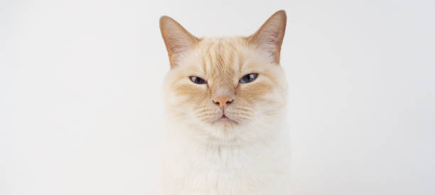 istock banner for web Thai cream point cat, white cat with red nose and tail on white background 1288631250