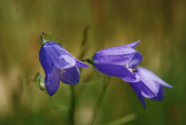 Beautiful shot of a bellflower